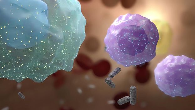 Cells immune that fight the virus