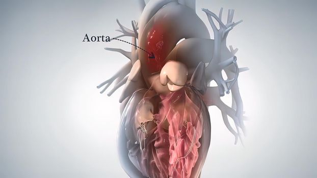 anatomical human heart illustration
