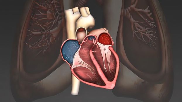 Scientifically accurate simulation of blood flow in the heart