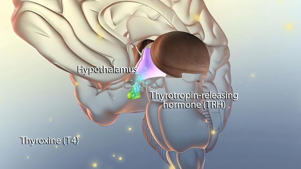 Hormone release in the brain