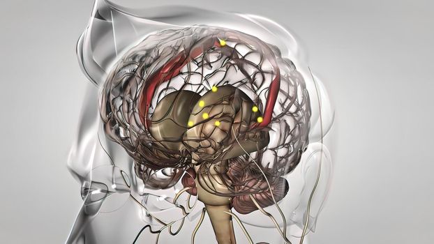 Human brain with neuronal impulses. It turns. Arranged Neuronal Activities