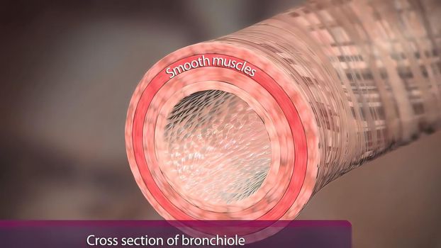 Bronchi are plural for bronchus and represent the passageways leading into the lungs