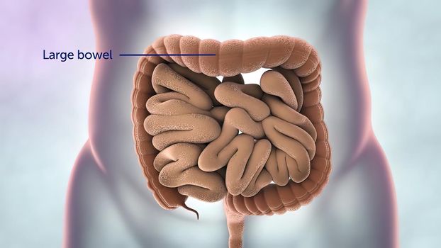 Human Digestive System Anatomy 3D illustration