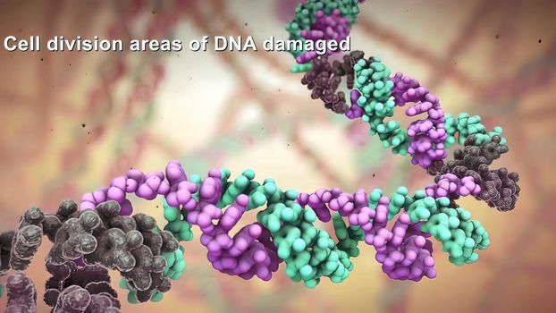 Cell Division areas of DNA damaged