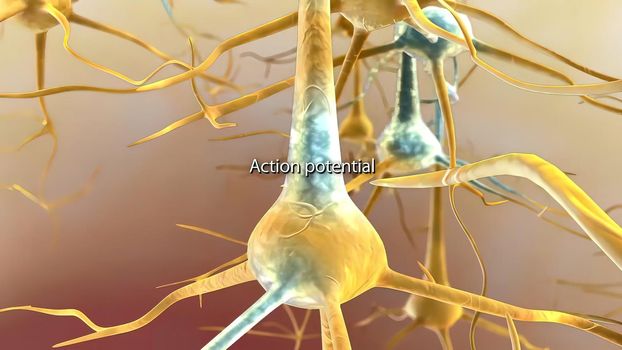 An action potential occurs when a neuron sends information from the cell body via an axon.
