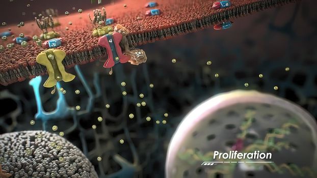 The assembly and functioning of proteins in a cell