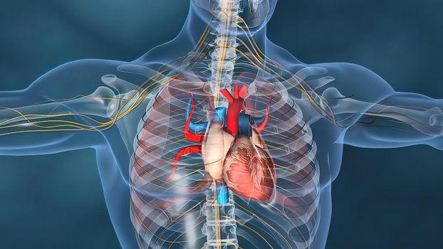 Human heart, Human heart model, Full clipping path included, Heart Anatomy,