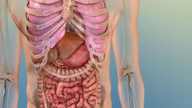 Human Internal Digestive Organ Liver Anatomy 3D illustration Concept.