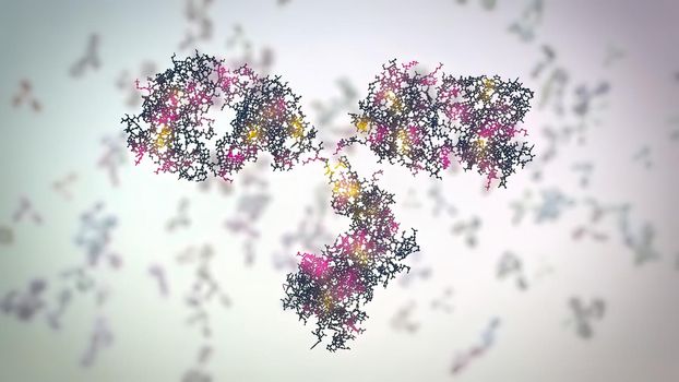 The structure of a typical antibody molecule.Antibodies and amino acids