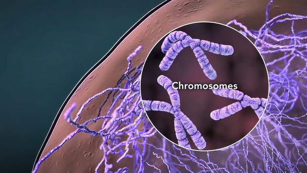 Chromosome and DNA within the cell nucleus