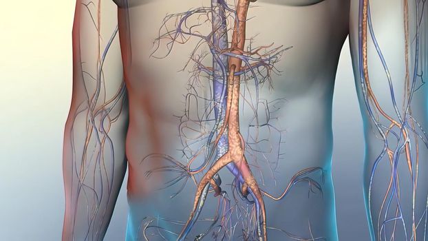 Cardiovascular pathways in the human body