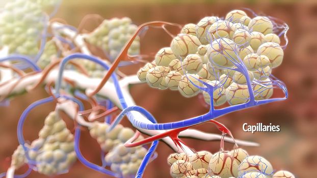 3D illustration Respiratory system Alveoli and capillaries in zoom