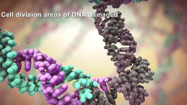 Cell Division areas of DNA damaged