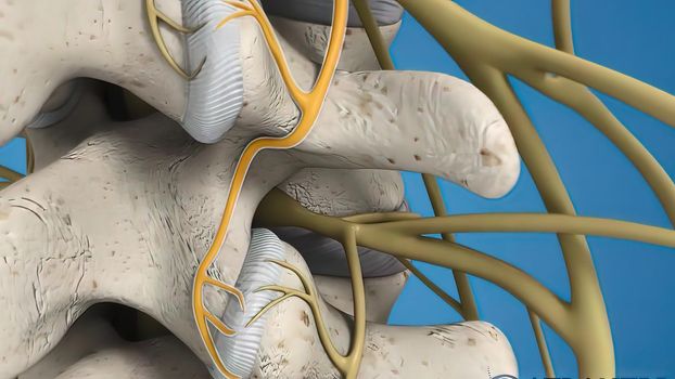 Branch nerves send signals to brain