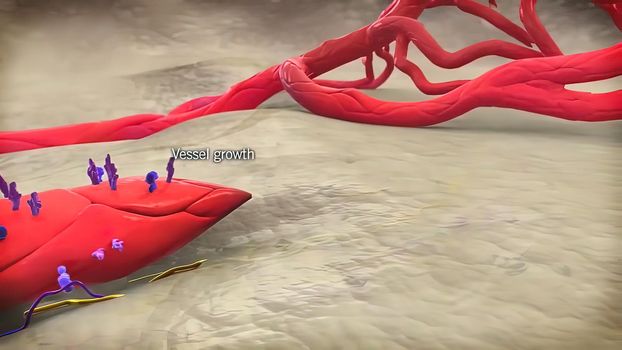 Angiogenic Signaling Pericytes, spatially isolated contractile cells 3D medical illustration
