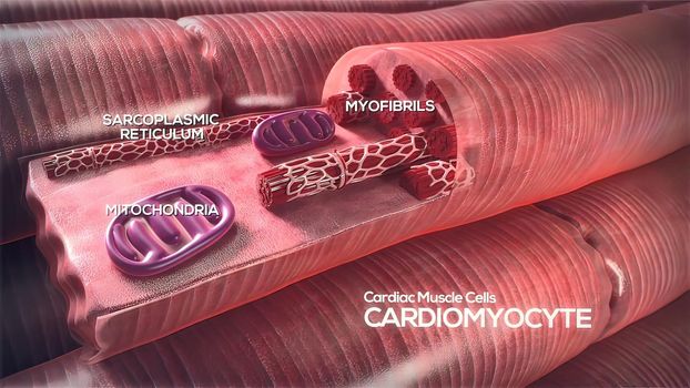 Cardiac Muscle cells 3d medical