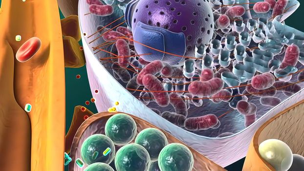Amyloid Precursor Protein Cleavage, 3d medical illustration