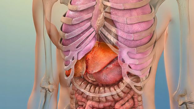 Human Internal Digestive Organ Liver Anatomy 3D illustration Concept.