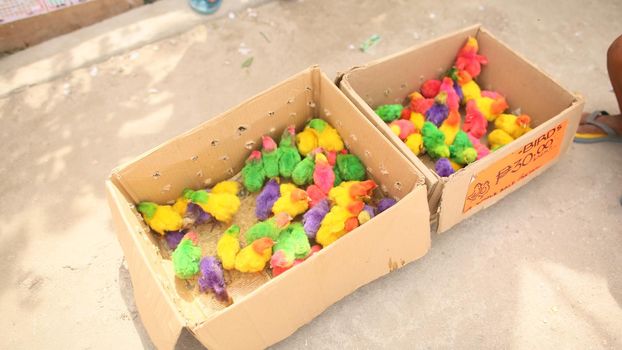 Colorful little chickens in a box in a shopping place of the city of Manila. Philippines.