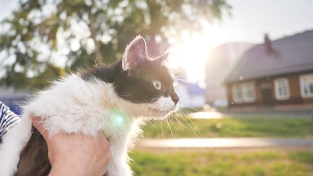 A black-and-white cat in the hands of the owner in the street in the evening.