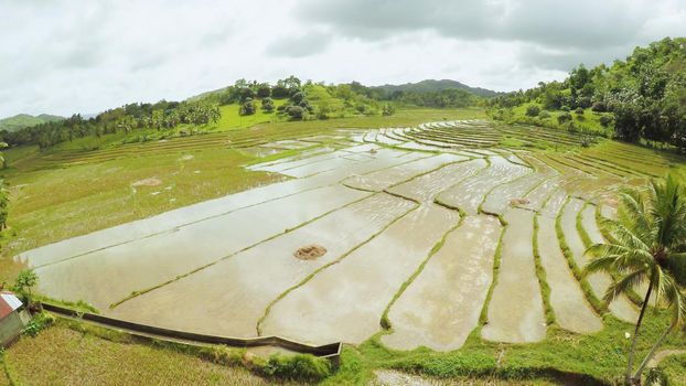 Rice fields of the Philippines. The island of Bohol. Pablacion. Anda.