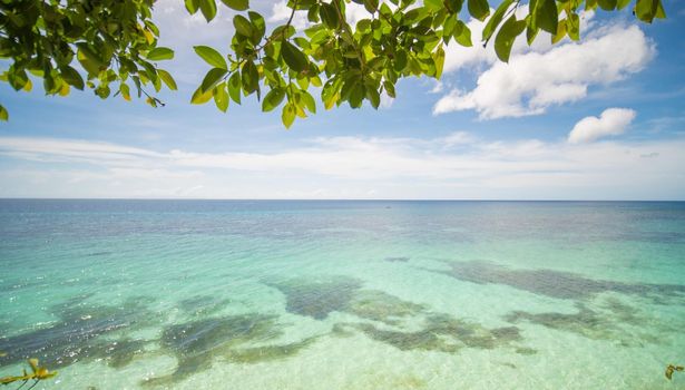 The tropical coast of the island of Bohol with corals and overhanging branches of a tree. Philippines.