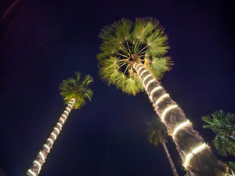 Christmas garlands and light illumination on a two palms tree at night. Dubai.