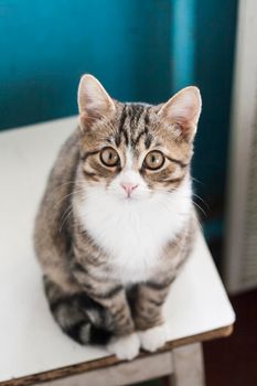 Young cute cat sitting on a stool and looking into the camera