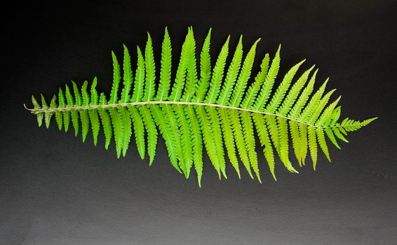 Green fern leaves on a wooden dark background