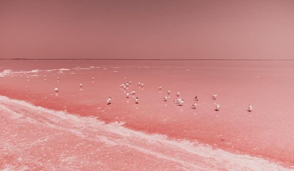 Flying over seagulls at pink salt lake. Salt production facilities saline evaporation pond in salty lake. Dunaliella salina impart a red, pink water in mineral lake with dry cristallized salty coast