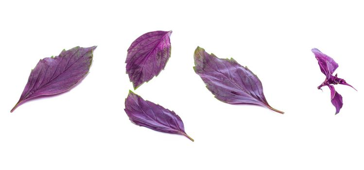 Close up studio shot of fresh red basil herb leaves isolated on white background. Purple Dark Opal Basil