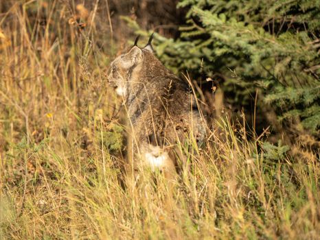 Wild Lynx Manitoba