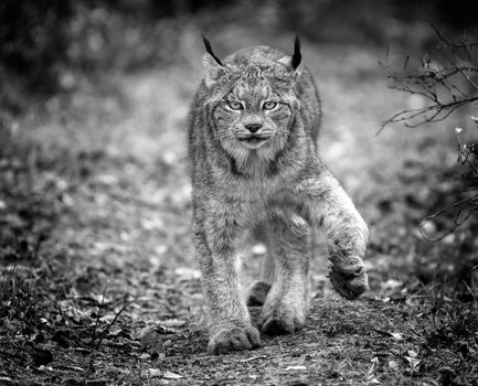 Wild Lynx Manitoba