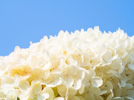 lovely blooming white big hydrangea, floral background