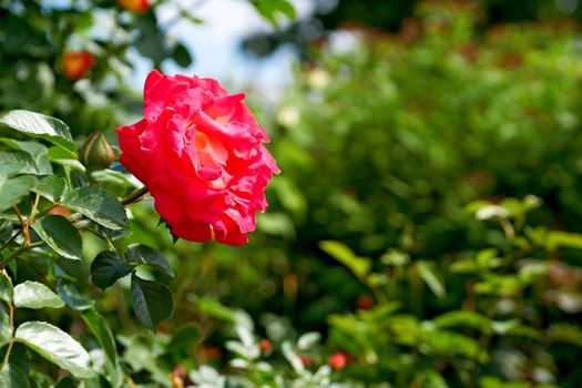 This bright red rose is especially for you, Beloved