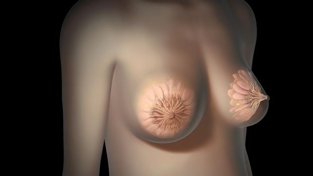 Female body, internal structure of the breast