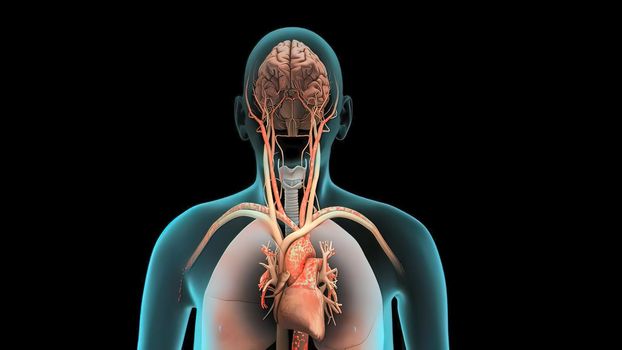 Human Internal Organs Lungs with Brain Anatomy