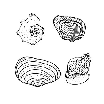 Seashell set. Nature ocean aquatic underwater vector seashells