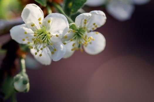 Close-up photo of apple blossoms blooming outdoors