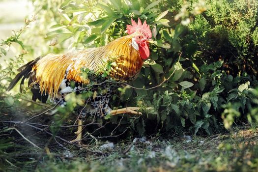 One cock walking in grass land - stock photo