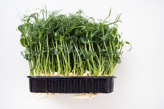 Pea microgreen sprouts. Raw sprouts, microgreens, healthy food concept. Supports the body with vitamins at any time of the year. Tasty and healthy.