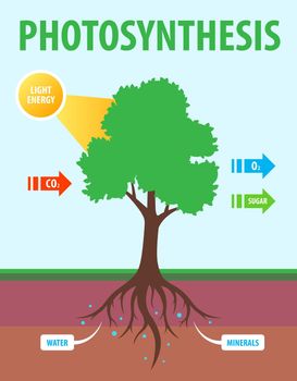 scheme of photosynthesis of a tree