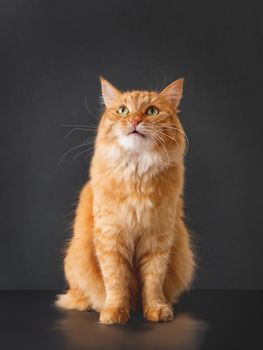 Puzzled ginger cat with questioning expression on face posing on black background.
