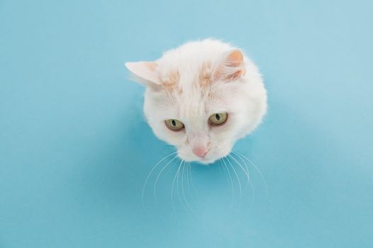 The muzzle of a white fluffy cat peeking out of a hole in a blue background. Copy space.