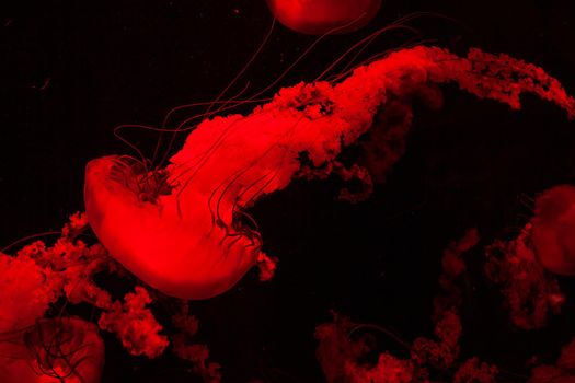 Red Light Bright Transparent Jelly Fish Aquarium