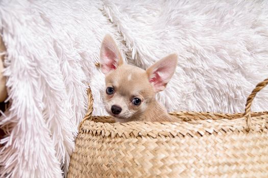 Light chihuahua puppy sitting In Wicker basket at white background and looking at camera.