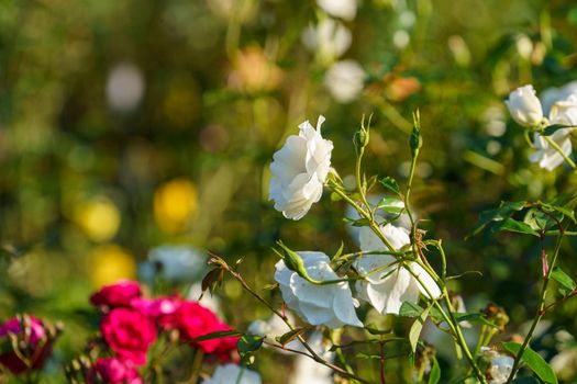 White roses in a flowerbed in the garden
