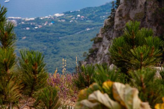 Ai-Petri Crimea mountain plants close up view