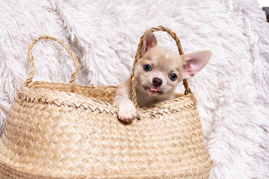 chihuahua puppy In Wicker basket