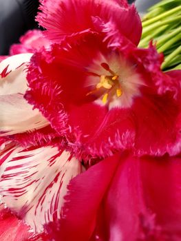 Red tulip bud close up